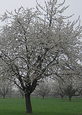 Streuobstwiesen